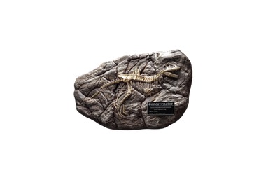 Wonders of the Wild Series - Concavenator - Fossil Replica (Star Ace Toys)ㅤ