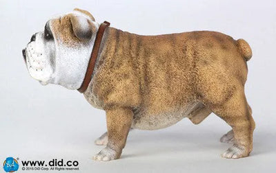 1/6 Animal series "British Bulldog"ㅤ – DID – ActionFigure Brasil