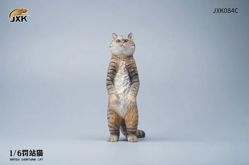 1/6 British Short Hair Cㅤ – JXK Studio – ActionFigureBrasil