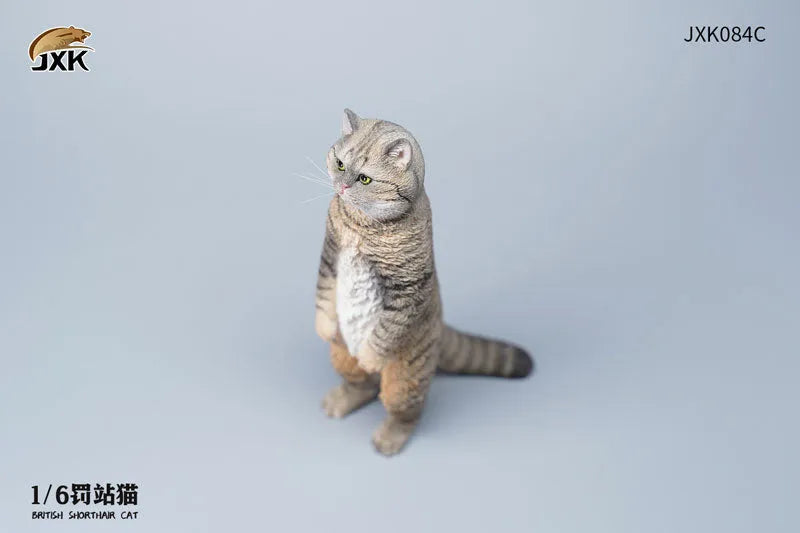 1/6 British Short Hair Cㅤ – JXK Studio – ActionFigureBrasil