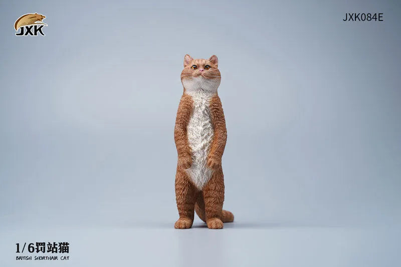 1/6 British Short Hair Eㅤ – JXK Studio – ActionFigureBrasil
