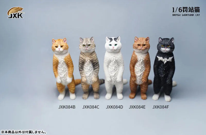 1/6 British Short Hair Eㅤ – JXK Studio – ActionFigureBrasil
