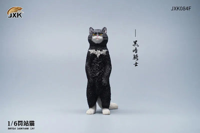 1/6 British Short Hair Fㅤ – JXK Studio – ActionFigureBrasil — ângulo diferente