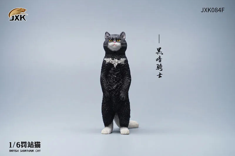 1/6 British Short Hair Fㅤ – JXK Studio – ActionFigureBrasil