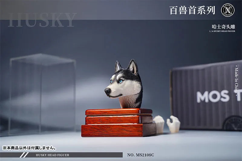1/6 Head Husky Cㅤ – Mos Toys – ActionFigureBrasil