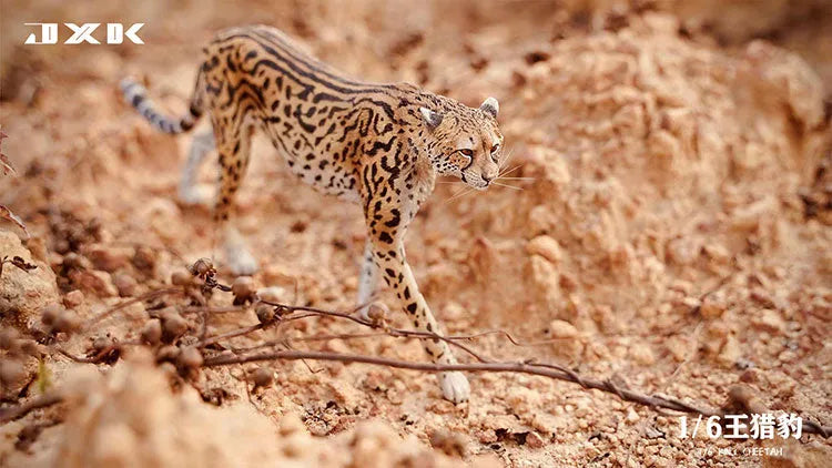 1/6 King Cheetahㅤ – JXK Studio – ActionFigureBrasil