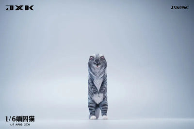 1/6 Maine Coon Cㅤ – JXK Studio – ActionFigureBrasil — embalagem