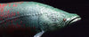 Ancient Fish Soft Model - Pirarucu (Arapaima Gigas) Soft Modelㅤ