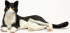 1/12 Japanese Cat Tuxedo Cat (Lying Down)ㅤ