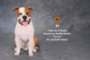 1/6 American Staffrodshire Terrier Statue Sitting B 002(Provisional Pre-order)ㅤ