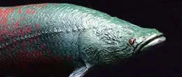 Ancient Fish Soft Model - Pirarucu (Arapaima Gigas) Soft Modelㅤ – Favorite – ActionFigure Brasil