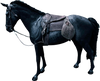 Caesar Horse