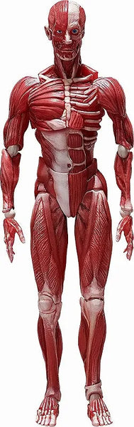Figma #SP-142 - The Table Museum - Human Body Model (FREEing)ㅤ – FREEing – ActionFigure Brasil