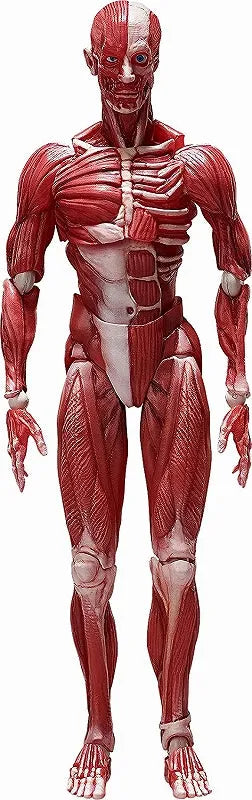 Figma #SP-142 - The Table Museum - Human Body Model (FREEing)ㅤ – FREEing – ActionFigure Brasil