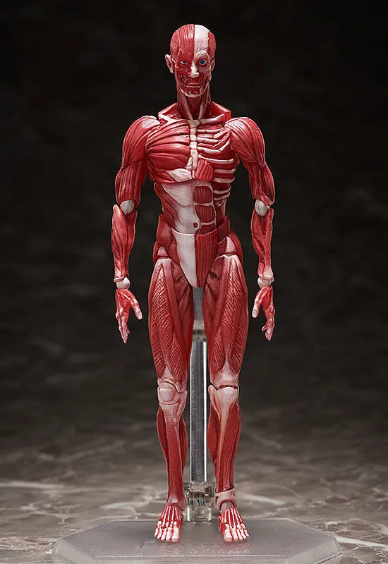 Figma #SP-142 - The Table Museum - Human Body Model (FREEing)ㅤ – FREEing – ActionFigure Brasil