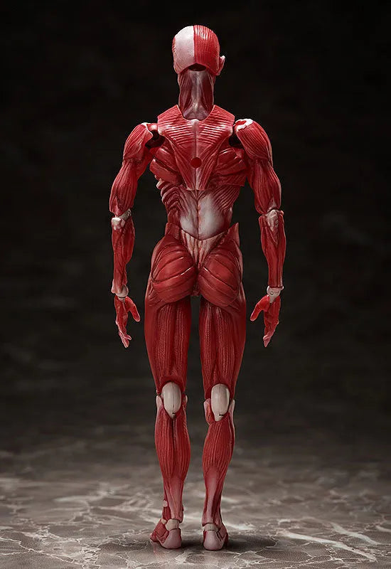 Figma #SP-142 - The Table Museum - Human Body Model (FREEing)ㅤ – FREEing – ActionFigure Brasil