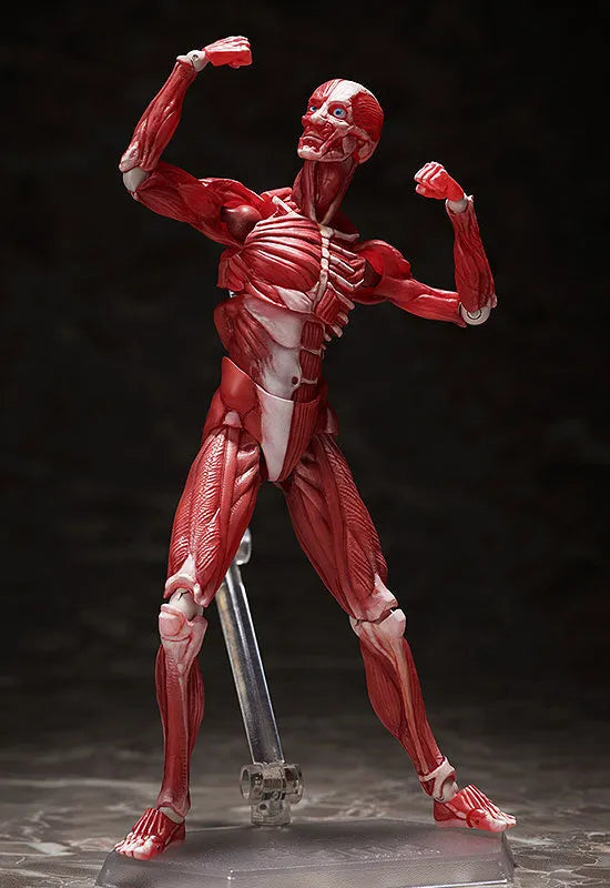 Figma #SP-142 - The Table Museum - Human Body Model (FREEing)ㅤ – FREEing – ActionFigure Brasil