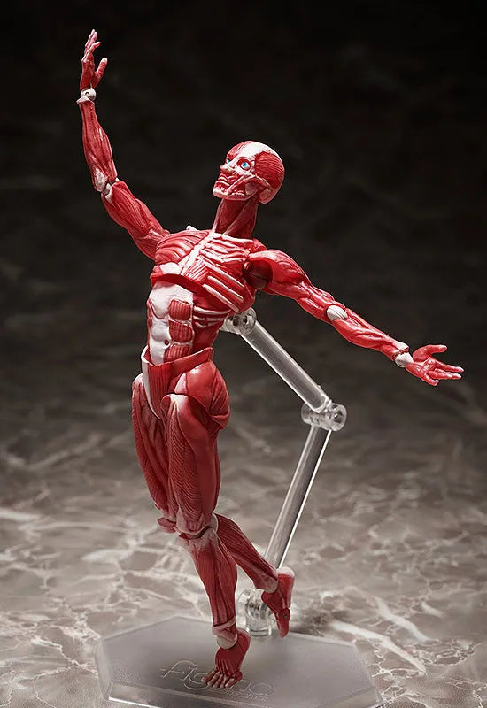 Figma #SP-142 - The Table Museum - Human Body Model (FREEing)ㅤ – FREEing – ActionFigure Brasil