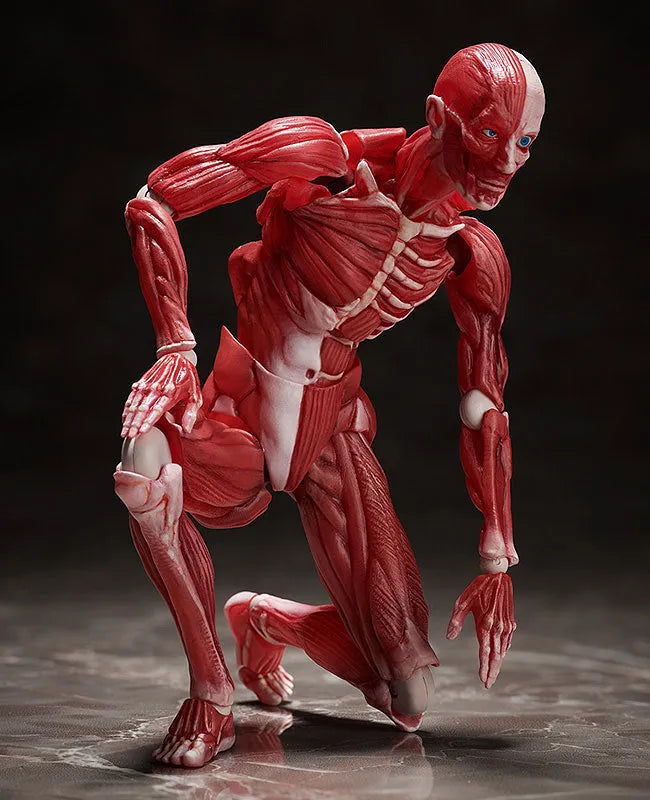 Figma #SP-142 - The Table Museum - Human Body Model (FREEing)ㅤ – FREEing – ActionFigure Brasil