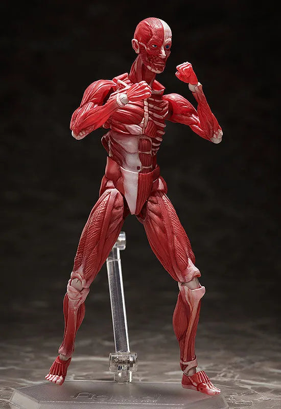 Figma #SP-142 - The Table Museum - Human Body Model (FREEing)ㅤ – FREEing – ActionFigure Brasil