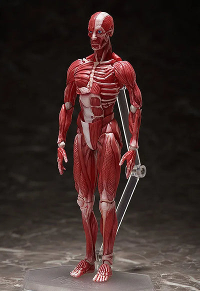 Figma #SP-142 - The Table Museum - Human Body Model (FREEing)ㅤ – FREEing – ActionFigure Brasil — iluminação de estúdio