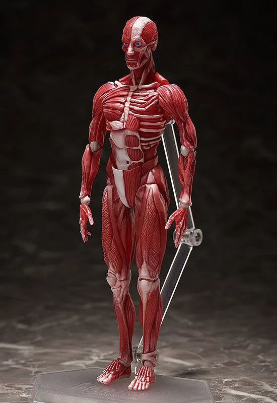 Figma #SP-142 - The Table Museum - Human Body Model (FREEing)ㅤ – FREEing – ActionFigure Brasil