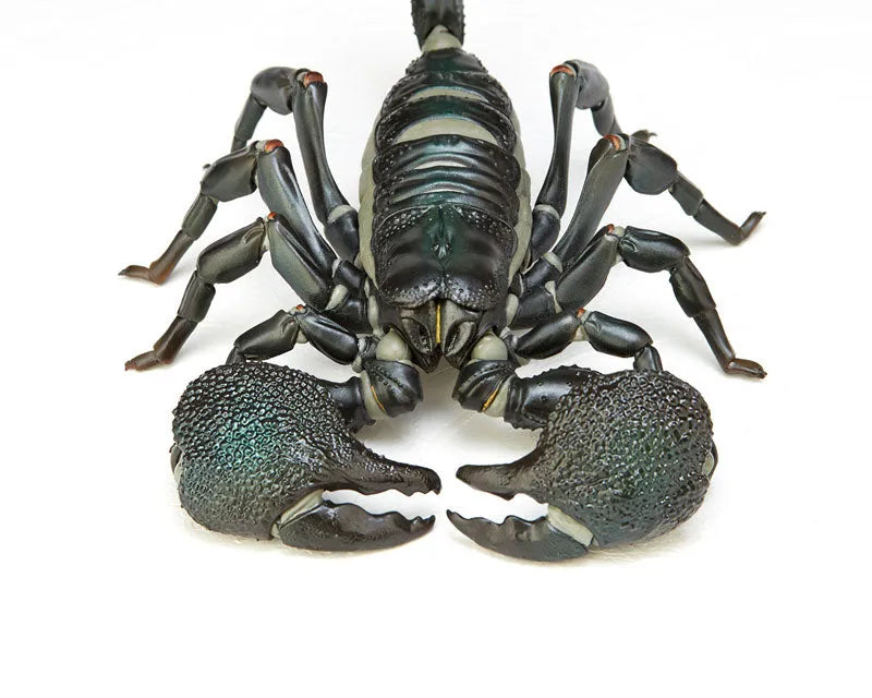 Pandinus Imperatorㅤ – Kaiyodo As Manufacturer – ActionFigure Brasil