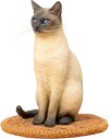 Siamese Cat