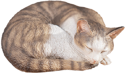 Sleeping Tabby Cat – Manas SUM – ActionFigure Brasil — close