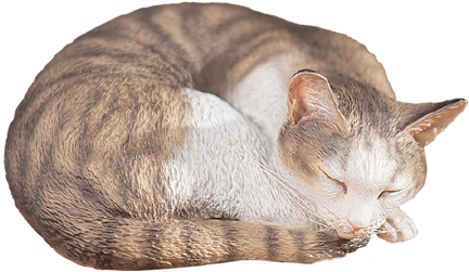 Sleeping Tabby Cat – Manas SUM – ActionFigure Brasil