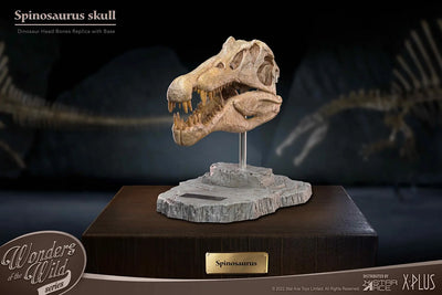 Spinosaurus Head Skull – Star Ace Toys Ltd. – ActionFigure Brasil — iluminação de estúdio