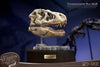 T-Rex Head Skull