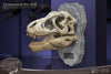 T-Rex Head Skull