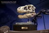 T-Rex Head Skull