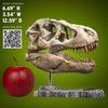 T-Rex Head Skull