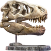 T-Rex Head Skull