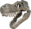 Tyrannosaurus Rex Large Skull Wall Decor - ActionFigure Brasil