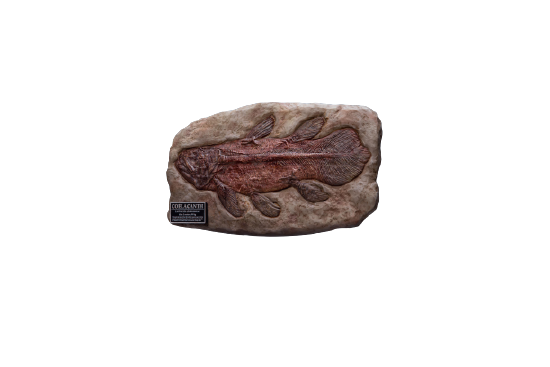 Wonders Of The Wild - Coelacanth - Fossil Replica (Star Ace Toys)ㅤ – Star Ace Toys – ActionFigureBrasil