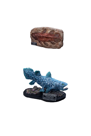 Wonders Of The Wild - Coelacanth - Polyresin Statue - DX Edition (Star Ace Toys)ㅤ – Star Ace Toys – ActionFigureBrasil