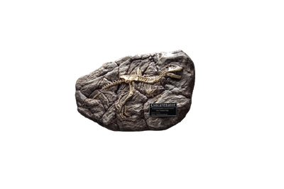 Wonders of the Wild Series - Concavenator - Fossil Replica (Star Ace Toys)ㅤ – Star Ace Toys – ActionFigureBrasil